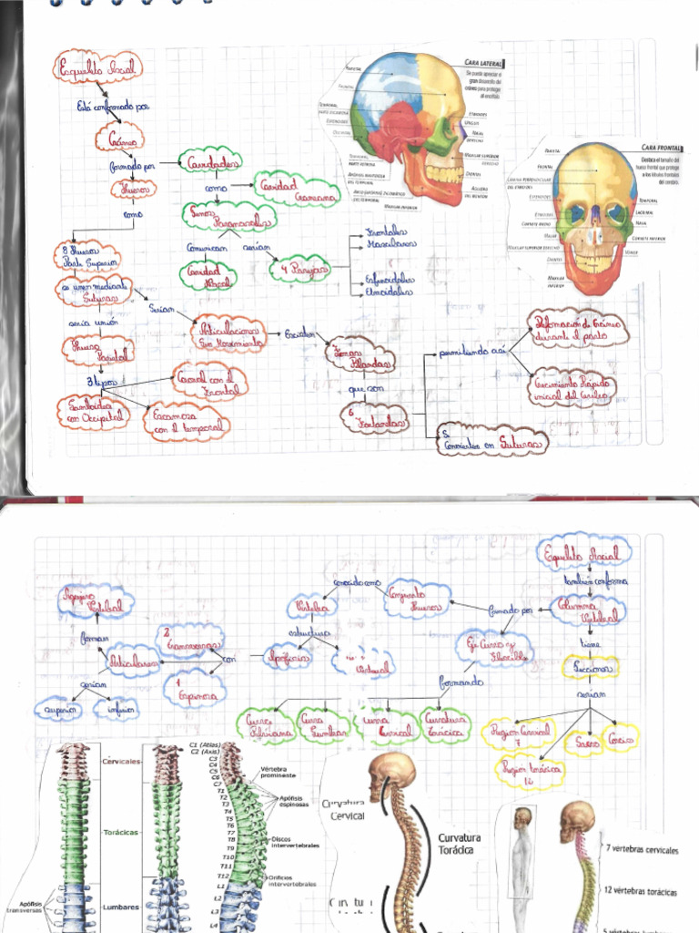 Esqueleto Axial Y Esqueleto Apendicular Pdf