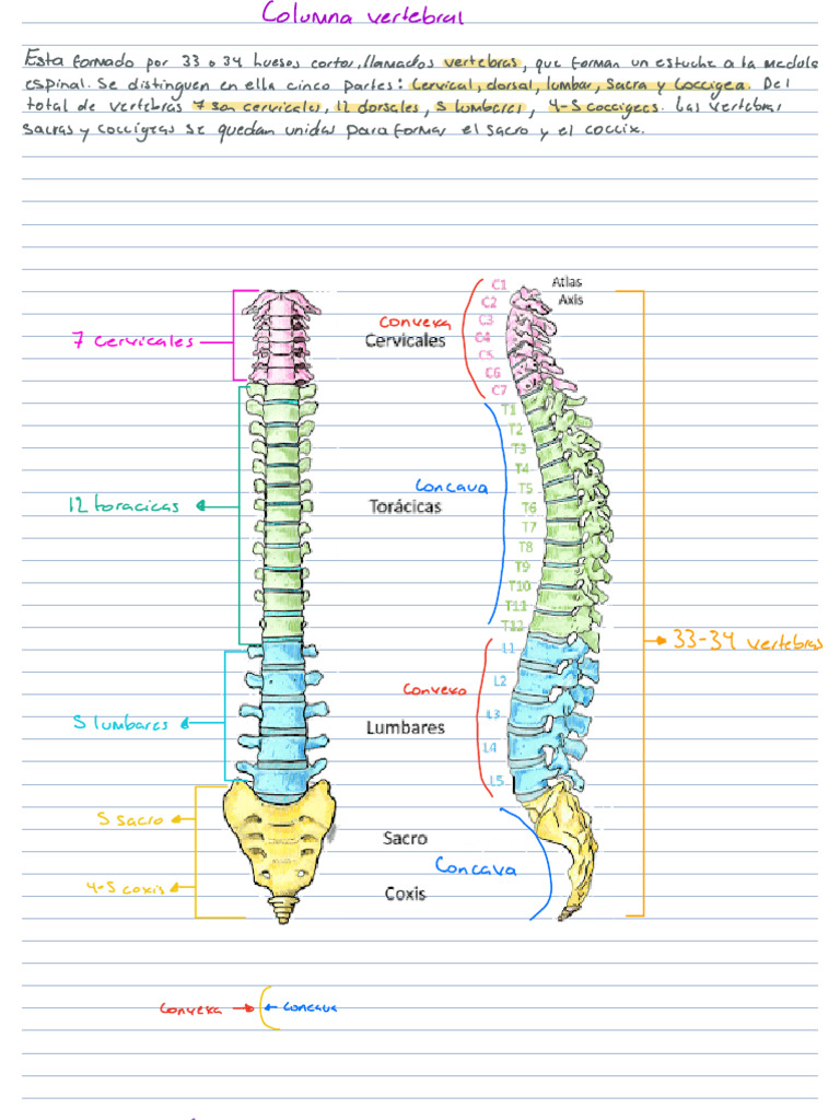 Resumen 6 Columna Vertebral | PDF | Vértebra | Sistema musculoesquelético