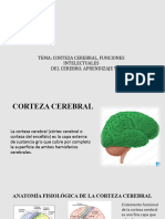 Cerebro