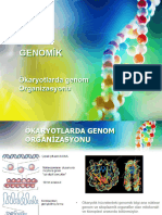 Genomik-Ökaryot Genomu