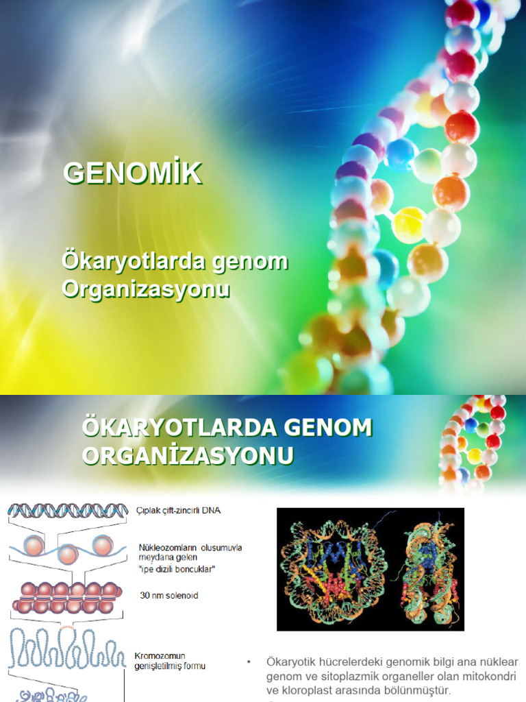 genomik-ökaryot genomu | PDF