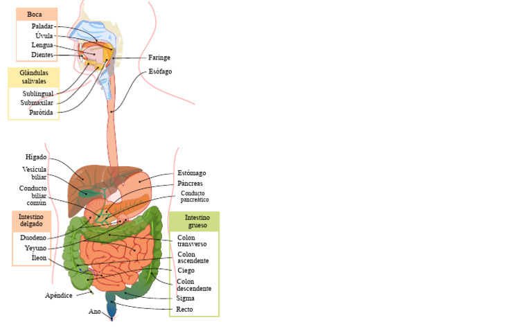 Https Upload - Wikimedia.org Wikipedia Commons C CF Digestive System ...