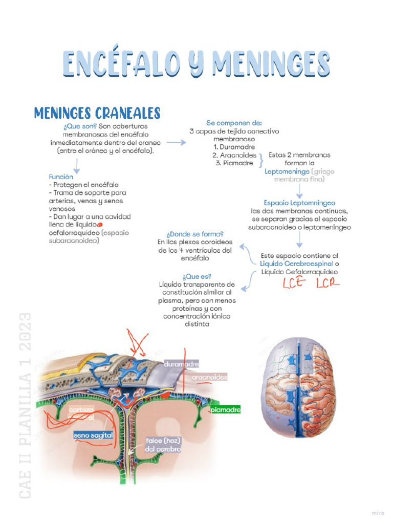 Encefalo y Meninges | PDF