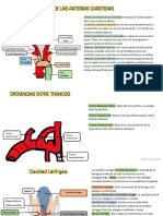 Flashcards Anatomia 