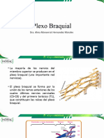 Plexo Braquial