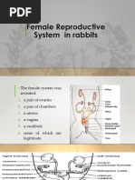 Male and Female Rabbit Reproductive Systems | PDF | Reproductive System ...