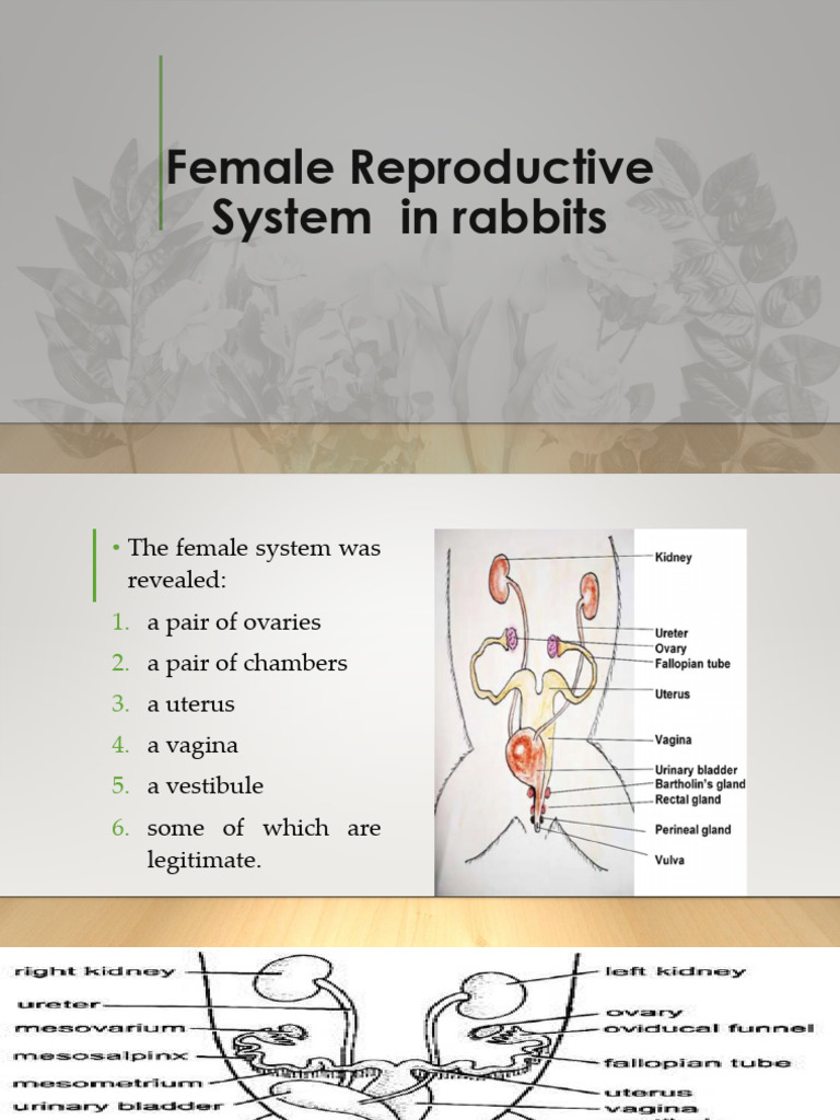 Female Reproductive System in Rabbits | PDF