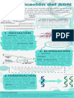 Infografía La Replicación Del Adn