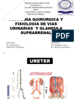 Anatomia Del Via Urinaria Katherin