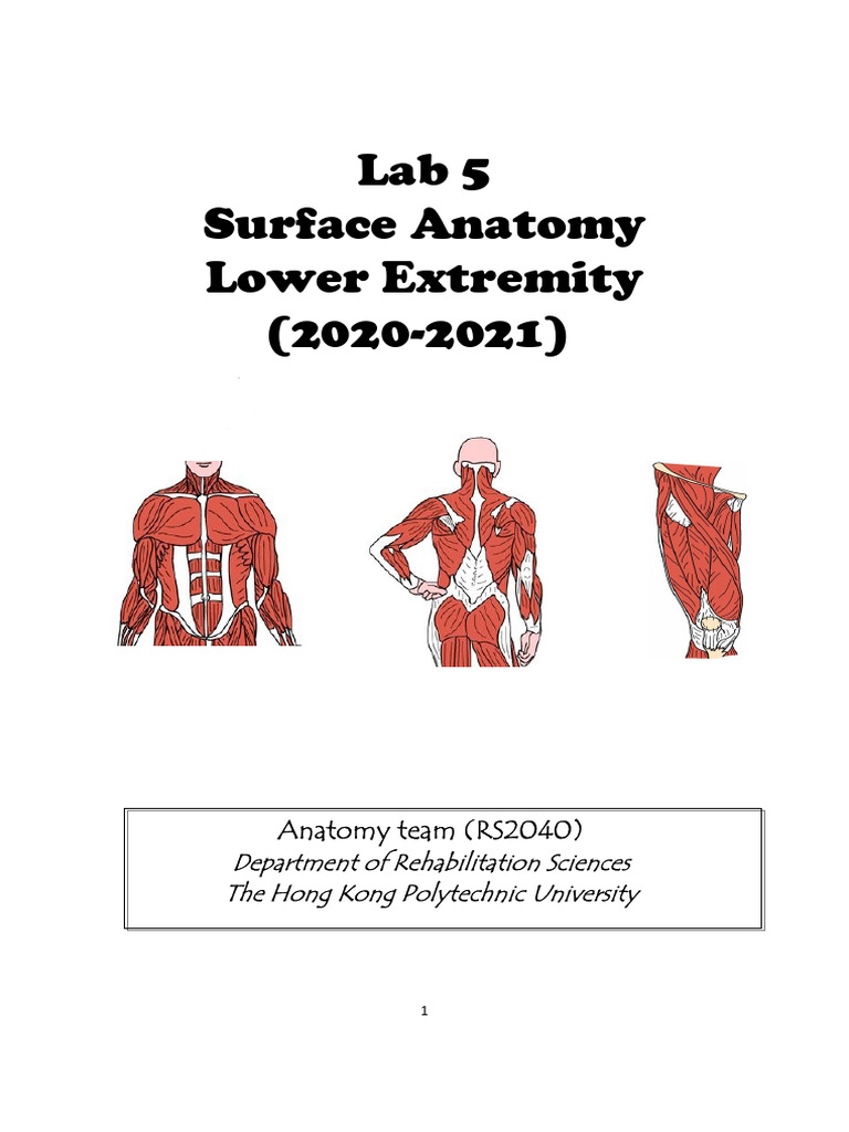 Lower Extremity Surface Anatomy Lab Guide | PDF | Knee | Human Leg