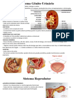 Sistema Gênito-Urinário