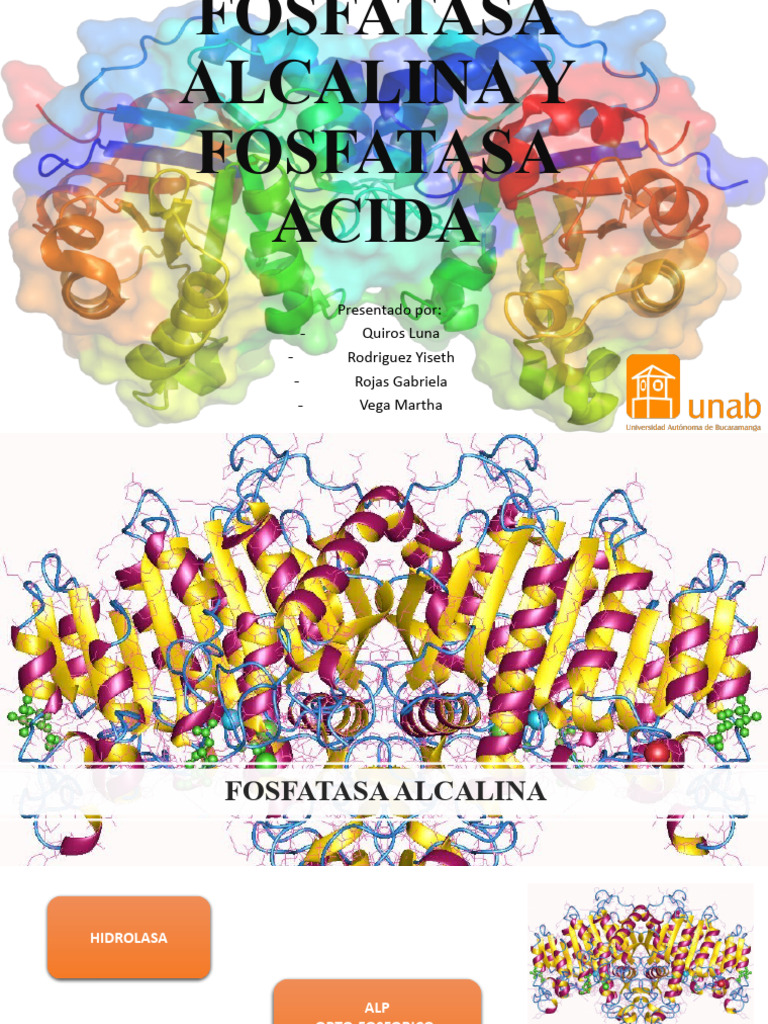 ENZIMAS FOSFATASA ALCALINA Y FOSFATASA ACIDA PDF