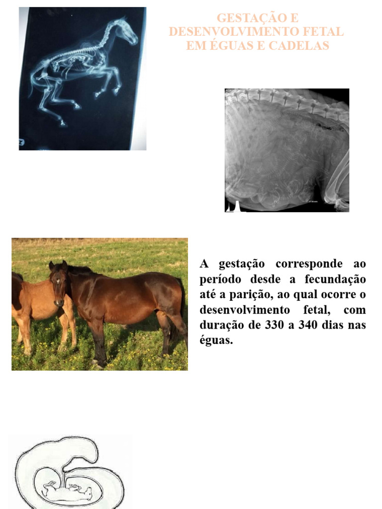 Gestação e Parto em Éguas e Cadelas | PDF | Gravidez | Parto