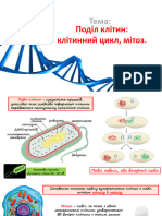 Поділ Клітин Клітинний Цикл, Мітоз