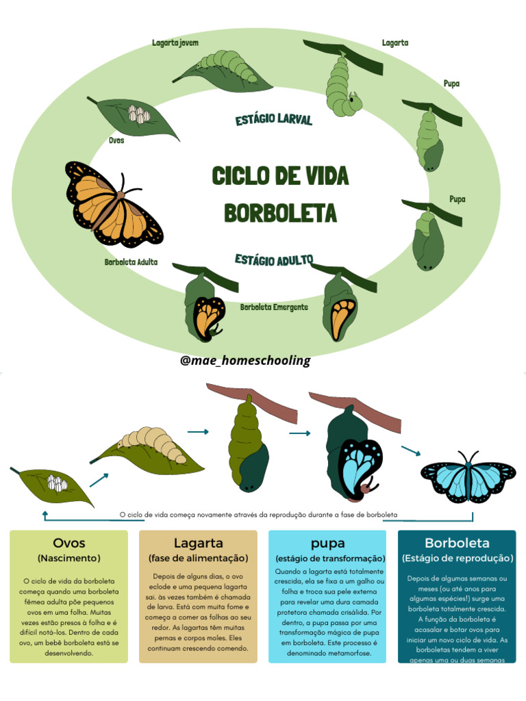 ciclo-de-vida-borboleta-pdf