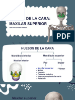 Maxilar Superior