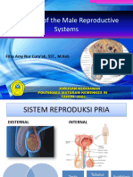 Materi Anfis Male Reproduction 2023