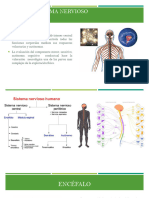 Enferemedades Del Sistema Nervioso