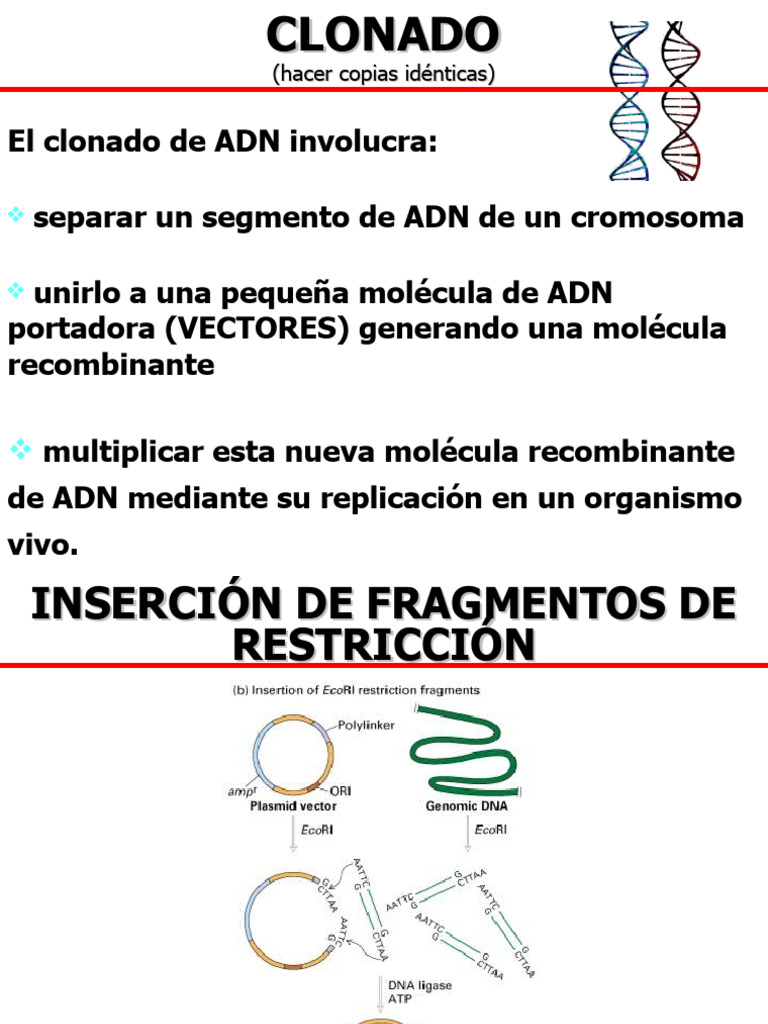 Clonado de ADN y Bibliotecas Genómicas | PDF | Plásmido | Adn