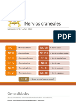 Clase 4 - Nervios Craneales