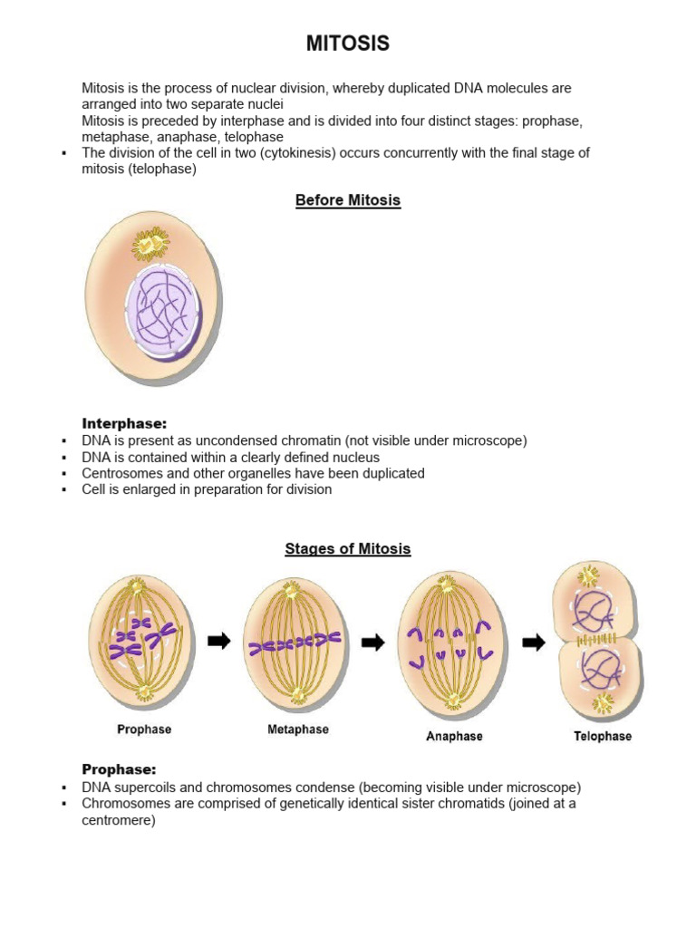 Understanding Mitosis: Stages Explained | PDF