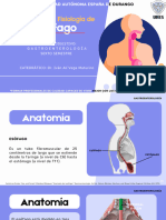 Anatomía y Fisiología de Esófago