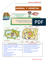 Célula Animal y Vegetal para Quinto Grado de Primaria