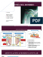 Anatomía Del Hombro