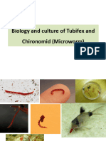 Biology and Culture Tubifex and Chironomid Microworm 1