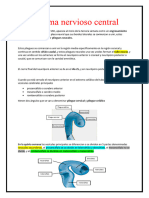 Sistema Nervioso Central