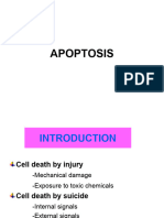 Apoptosis