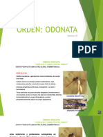 Orden_Odonata_Entregable 3