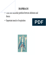 Thorax - Diaphragm