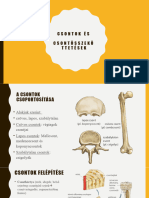 Csontok És Csonösszeköttetések
