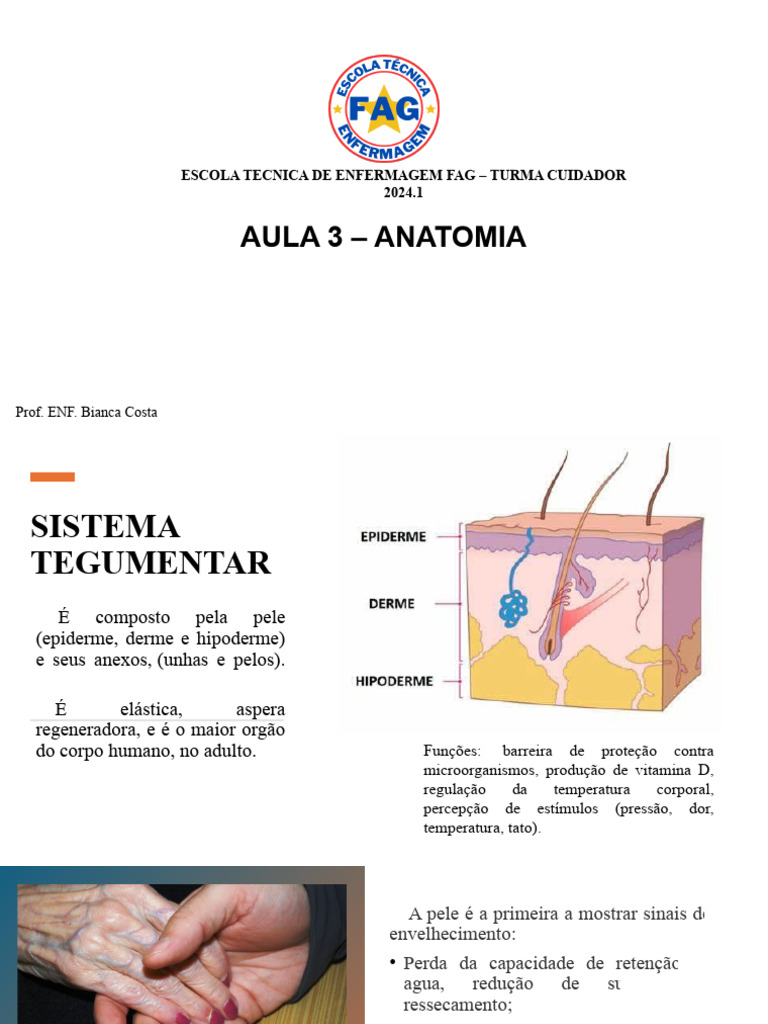 Aula 3 Anatomia Humana Pdf