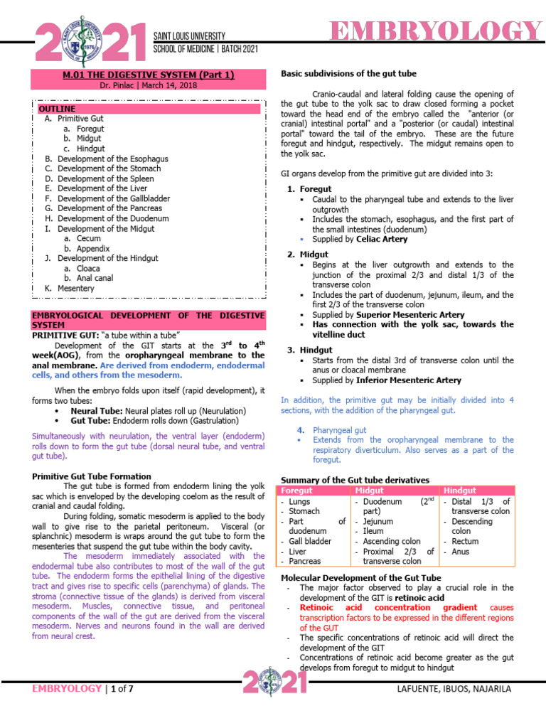 M 01 Digestive System Part1 Pdf Gastrointestinal Tract Pancreas