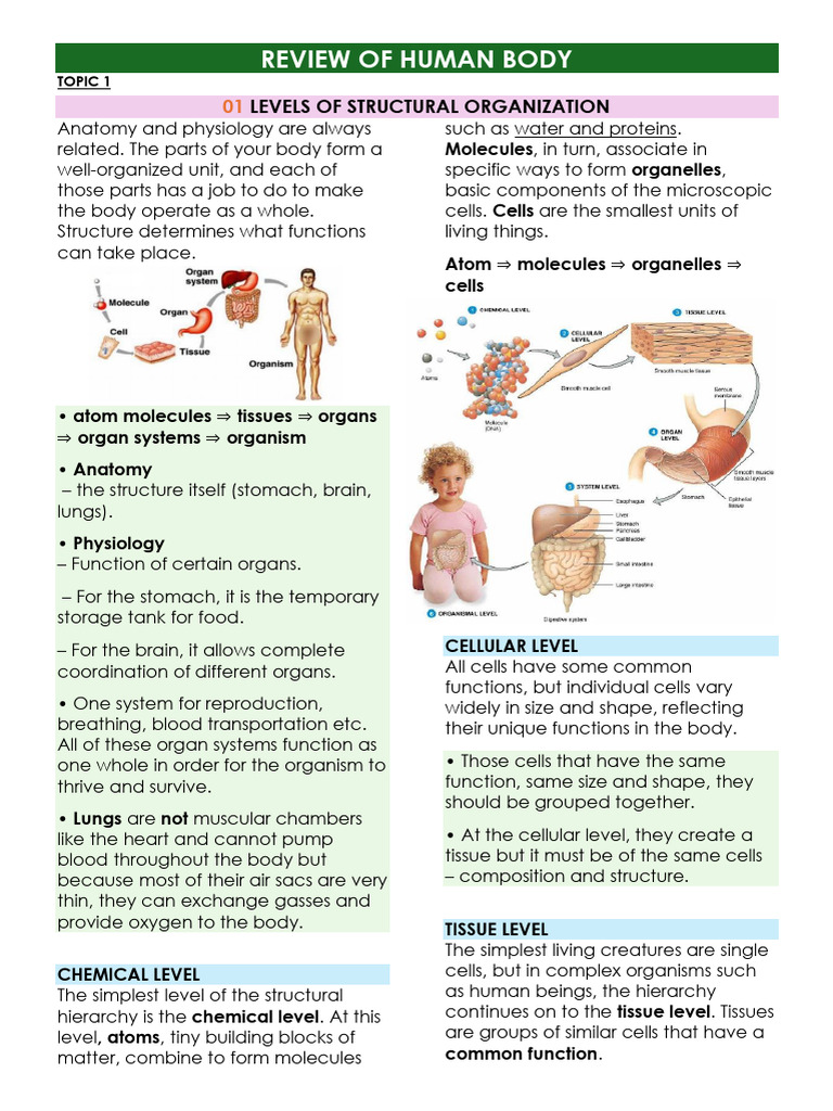 Human Body Structural Organization Overview | PDF | Lymphatic System ...