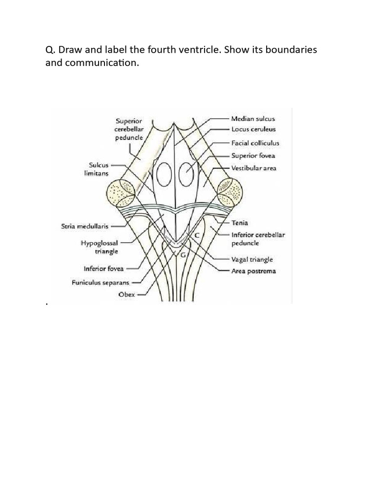 Neuroanatomy intelligence overview