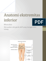 Anatomi Ekstremitas Inferior