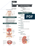 Urinary System