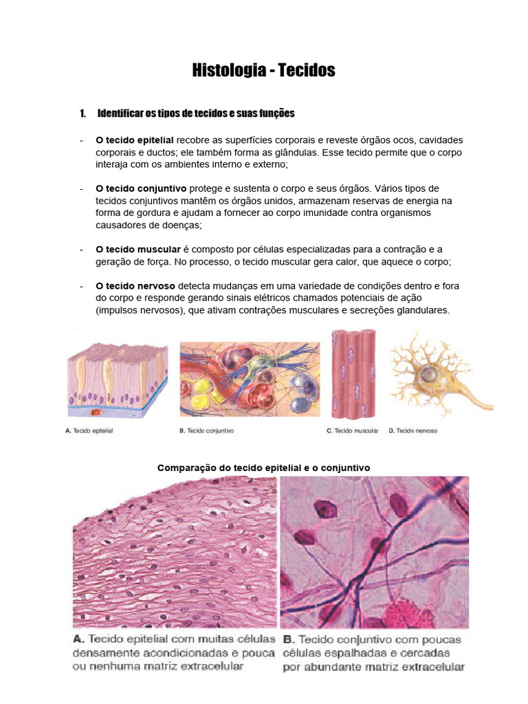 Tipos e Funções dos Tecidos Corporais | PDF | Epitélio | Tecido conjuntivo, image size:768x1024