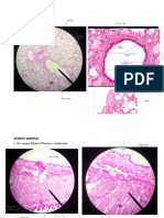Laminas Final de Morfo Histología 2 - 231204 - 212510
