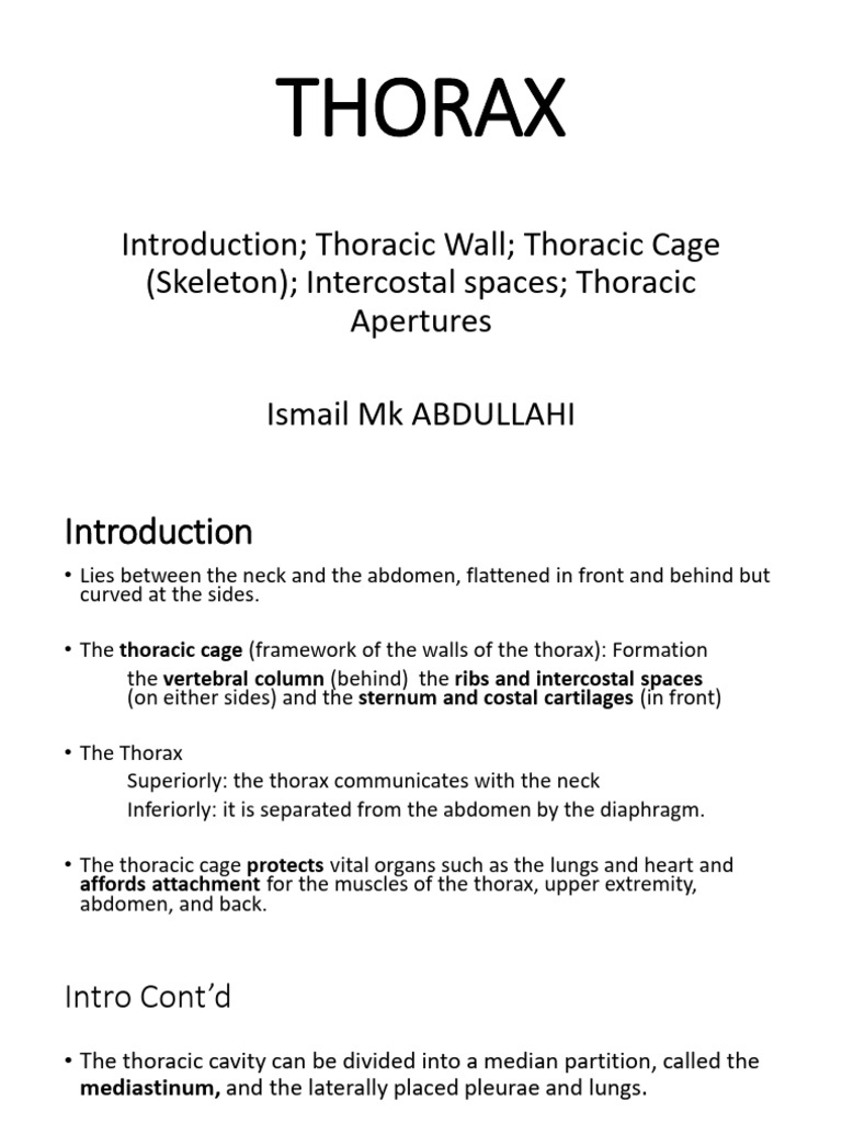 Thorax Part 1 Pdf Thorax Vertebra