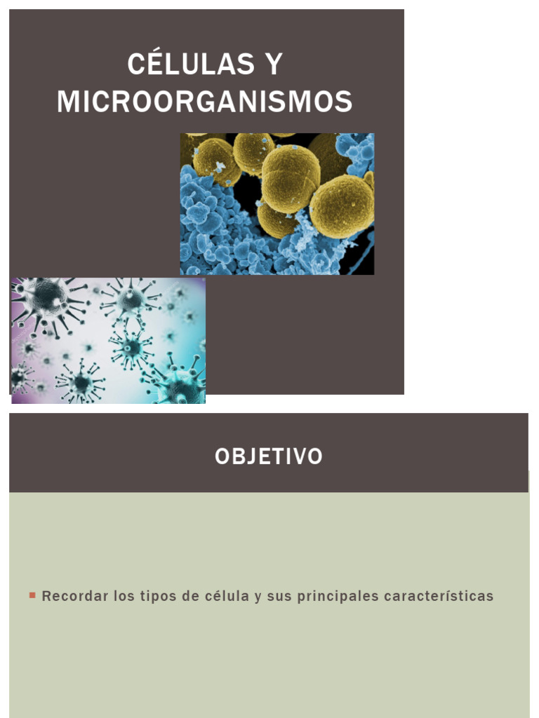 Tipos de Células: Procariontes y Eucariontes | PDF | Biología Celular ...