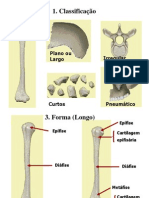 02 Osteologia