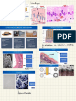 Histología 3