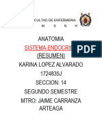 Sistema Endocrino