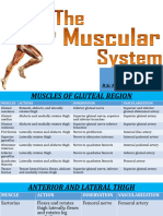 Muscular System - New 3