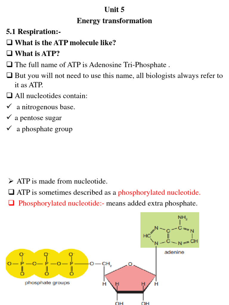 Unit Five Last One Grade 11 Biology Energy Transformation PDF