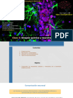 Clase 3 - Sinapsis Química y Neurotransmisores